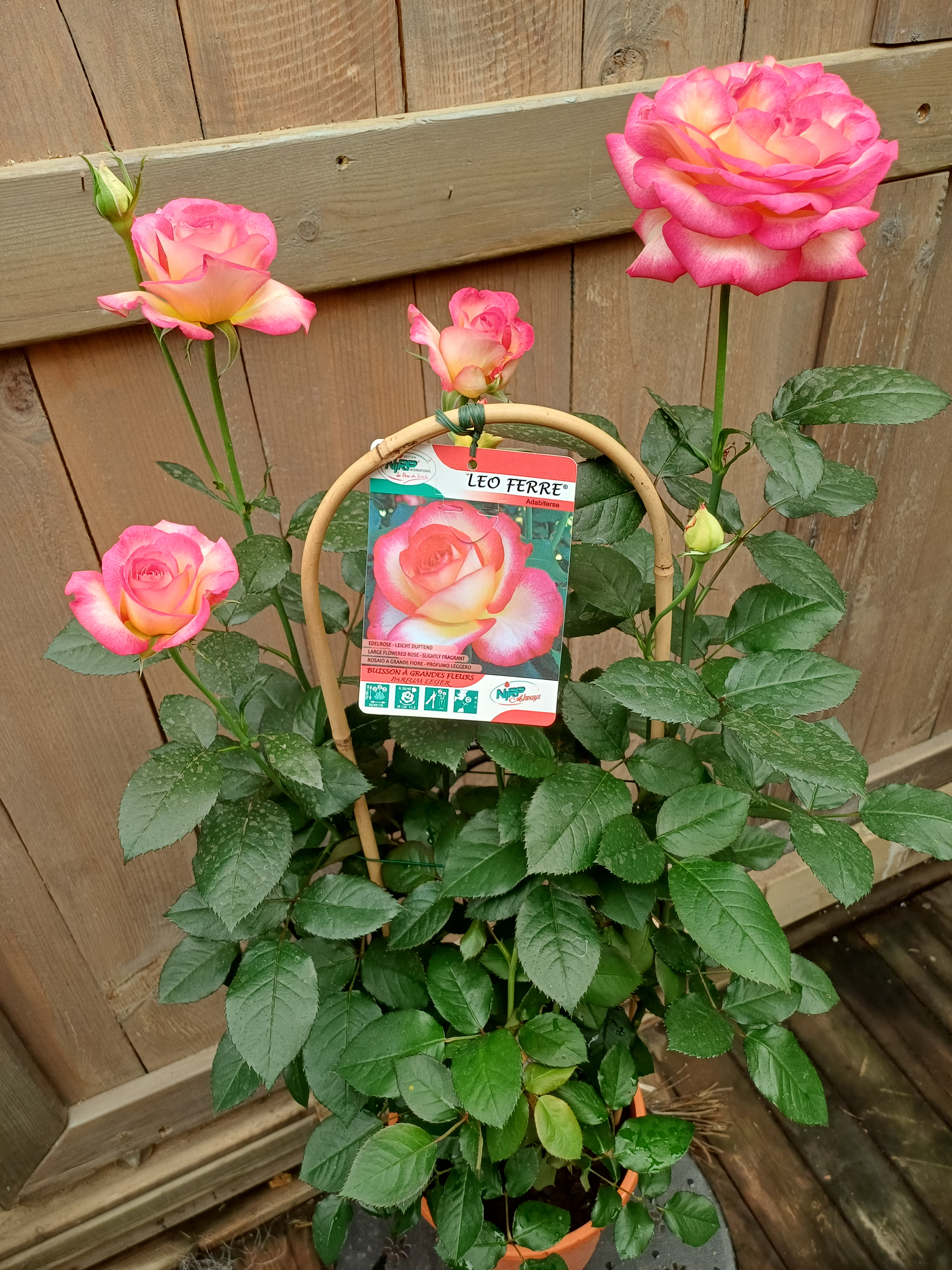 rosier de jardin, orangé et bi colore