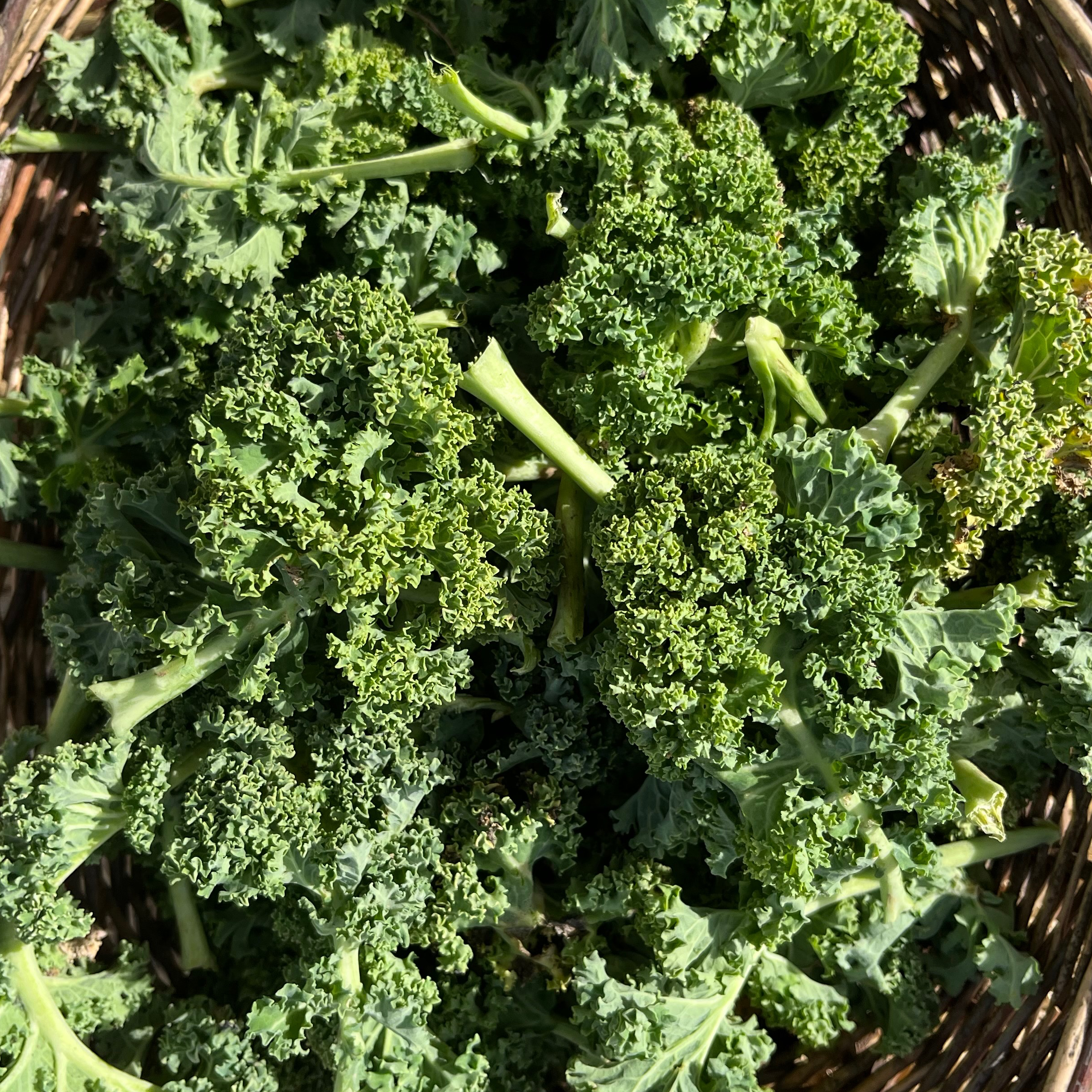 Chou Kale