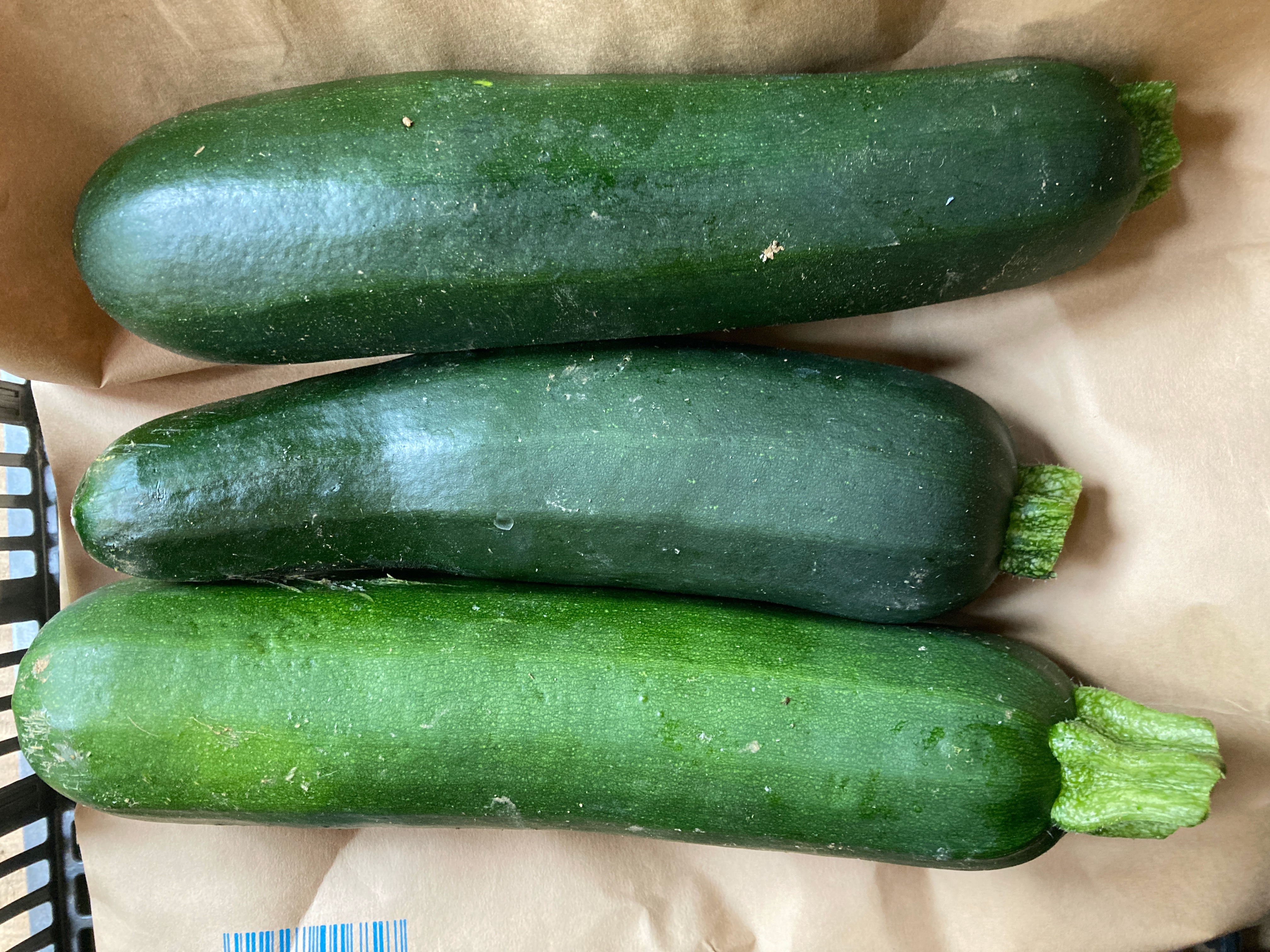 Courgettes Longue