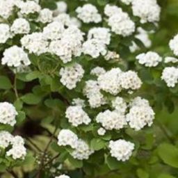 Spirée de Van Houtte - Spiraea x Vanhouttei