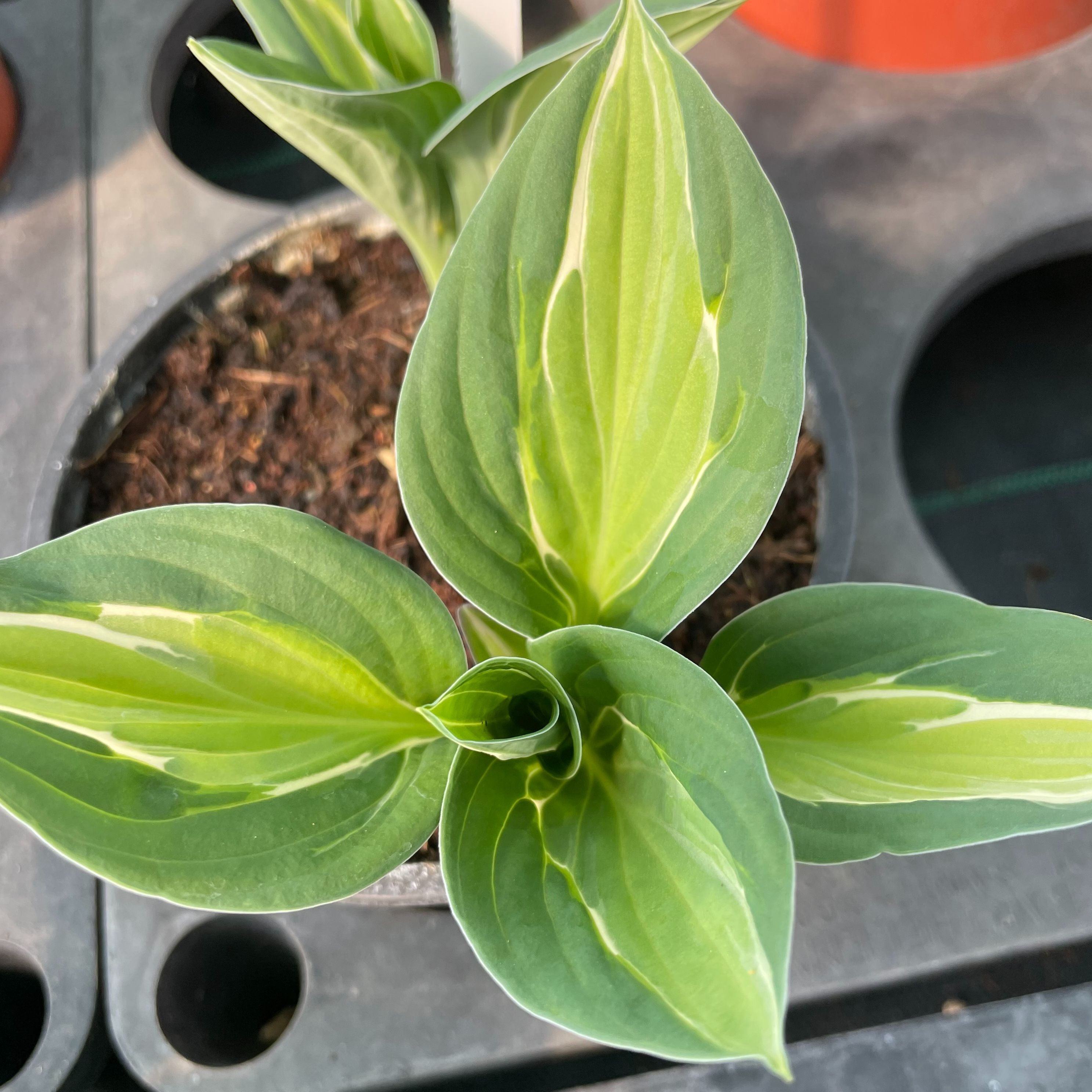 Hosta ‘Striptease’