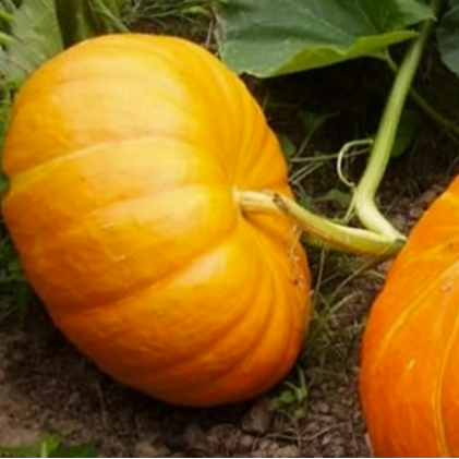 Courge Potiron - 5kg