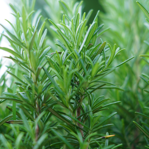 ROMARIN OFFICINAL Bio