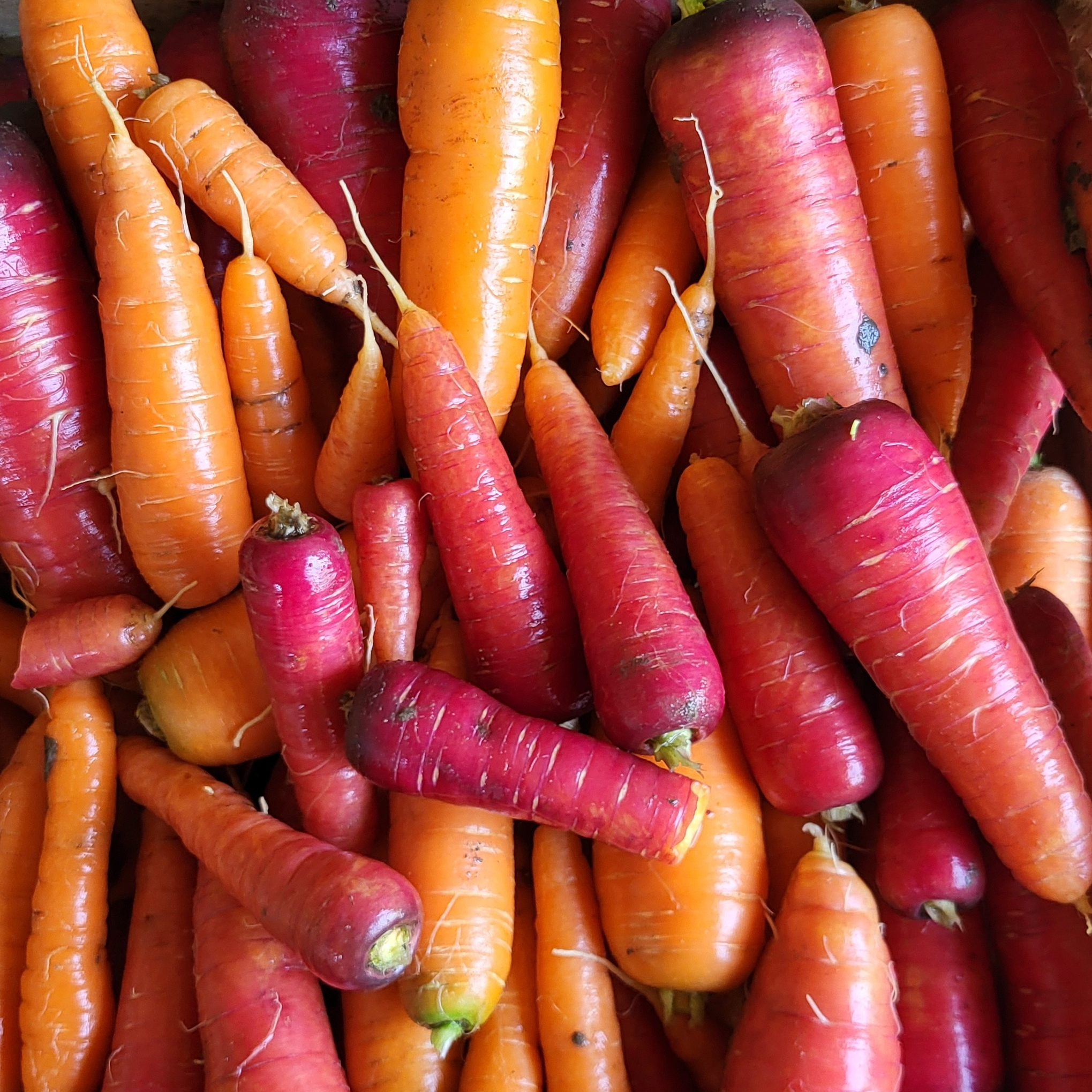 Carottes oranges et rouges - 1kg