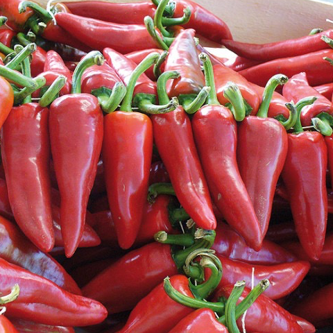 Plant Piment Gorria (Doux) - 250g