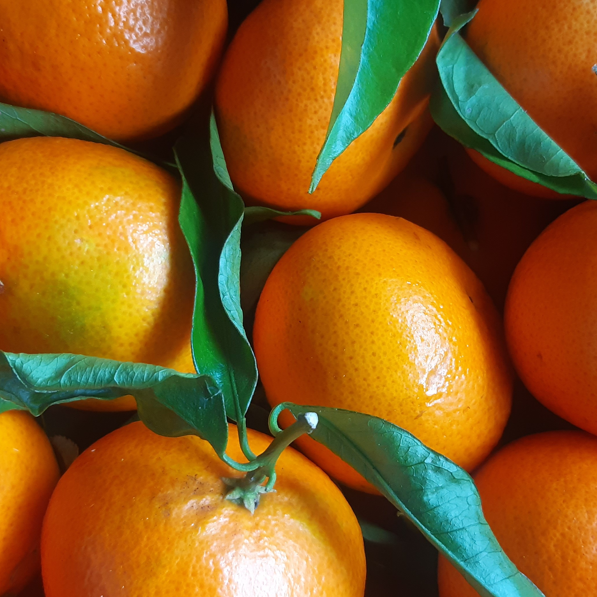 MANDARINE FEUILLE CORSE - 500g