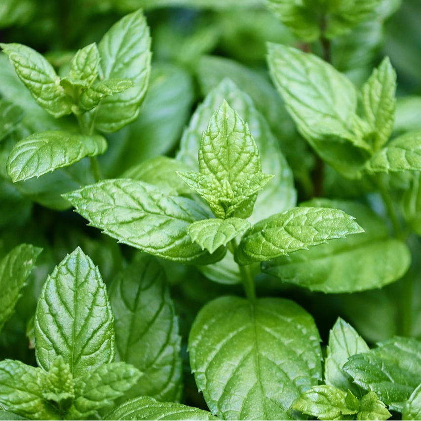 Menthe poivrée - 15g