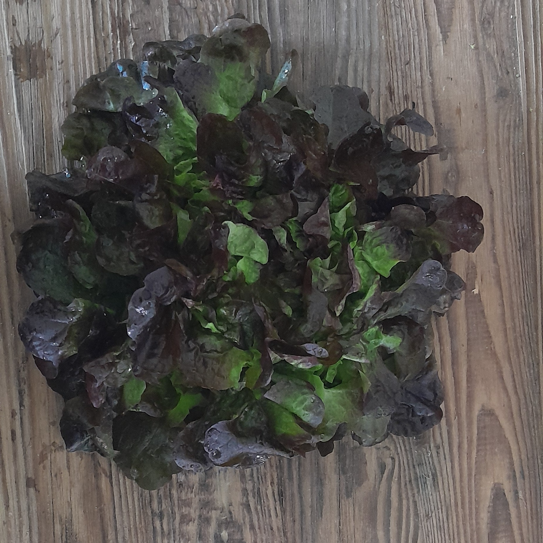 Salade Feuille de Chêne Rouge