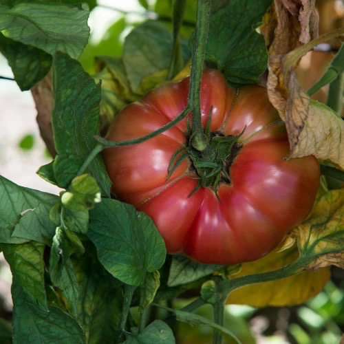 TOMATE Brandywine Bio