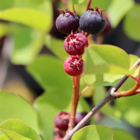 Amélanchier Honeywood