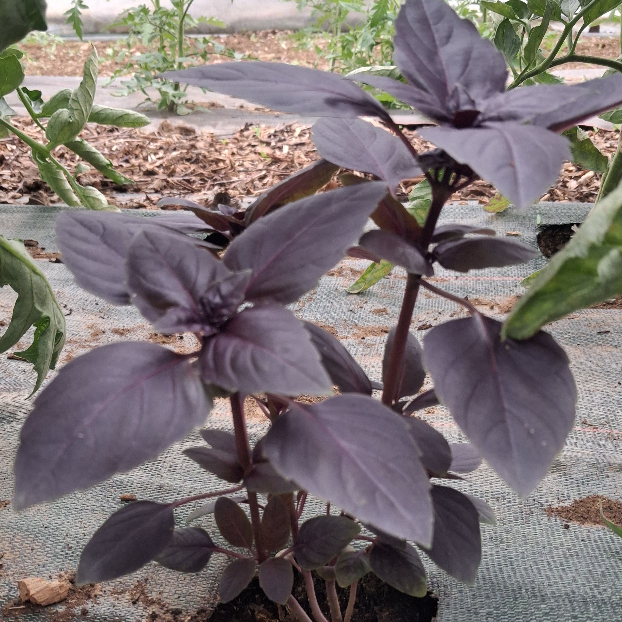 Basilic pourpre