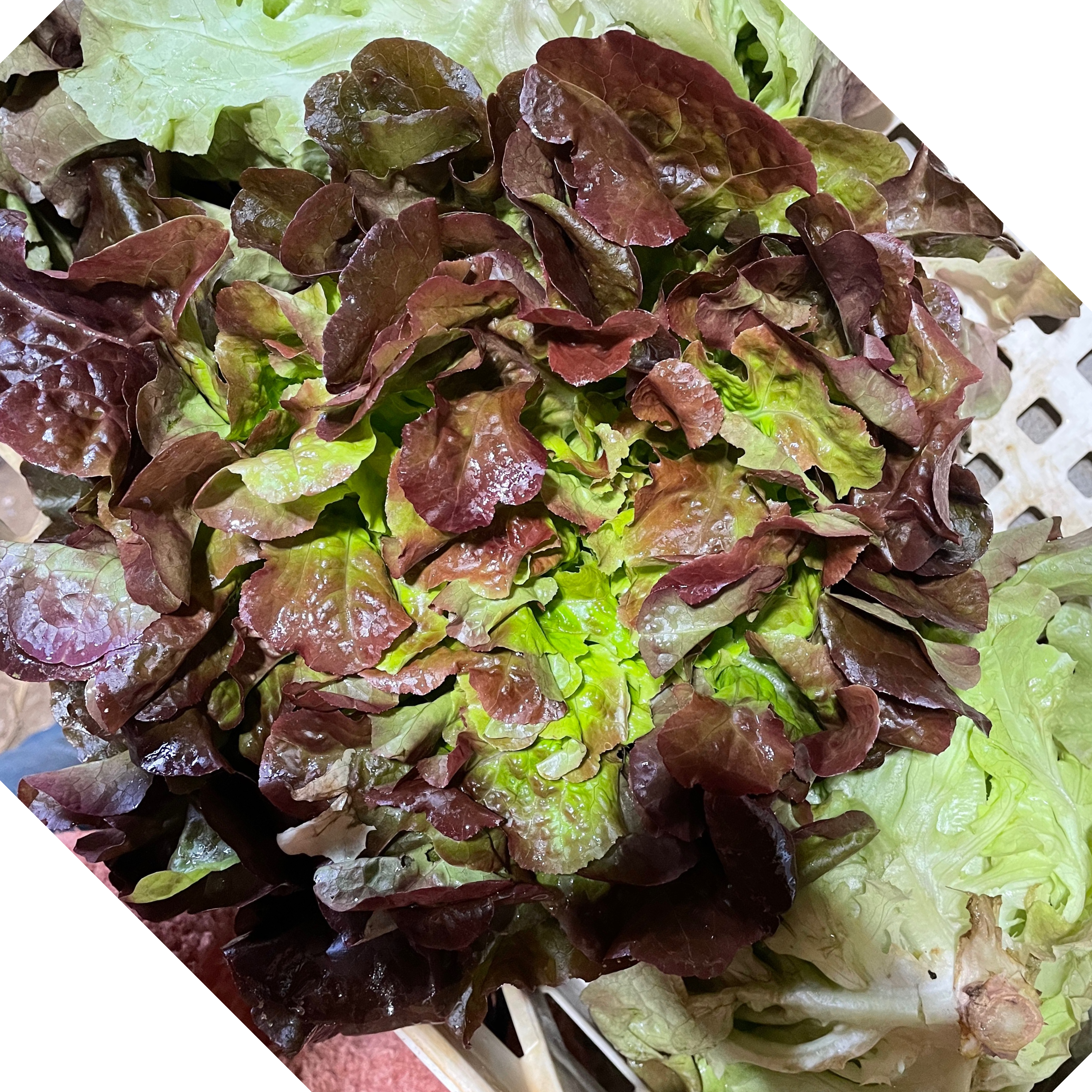 Laitue feuille de chêne rouge