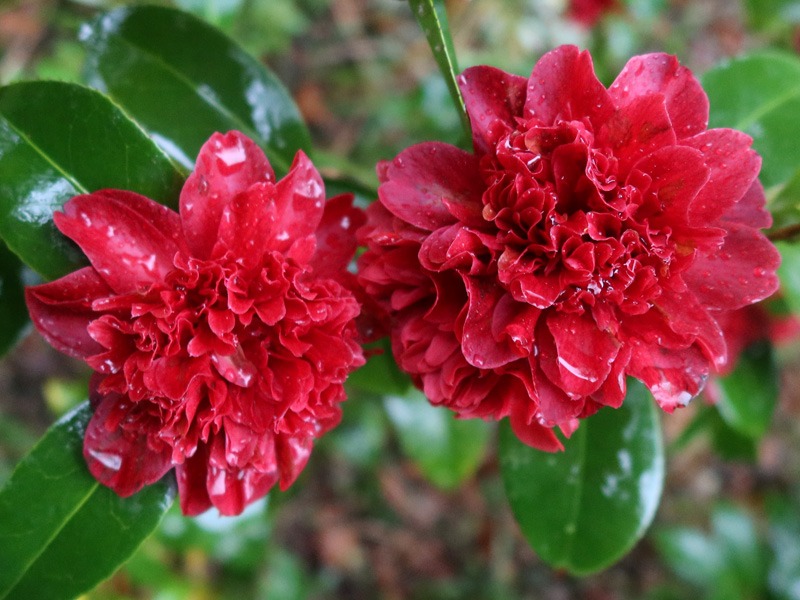 Camélia du Japon (Camellia japonica) 'Takanini' - 2,4l