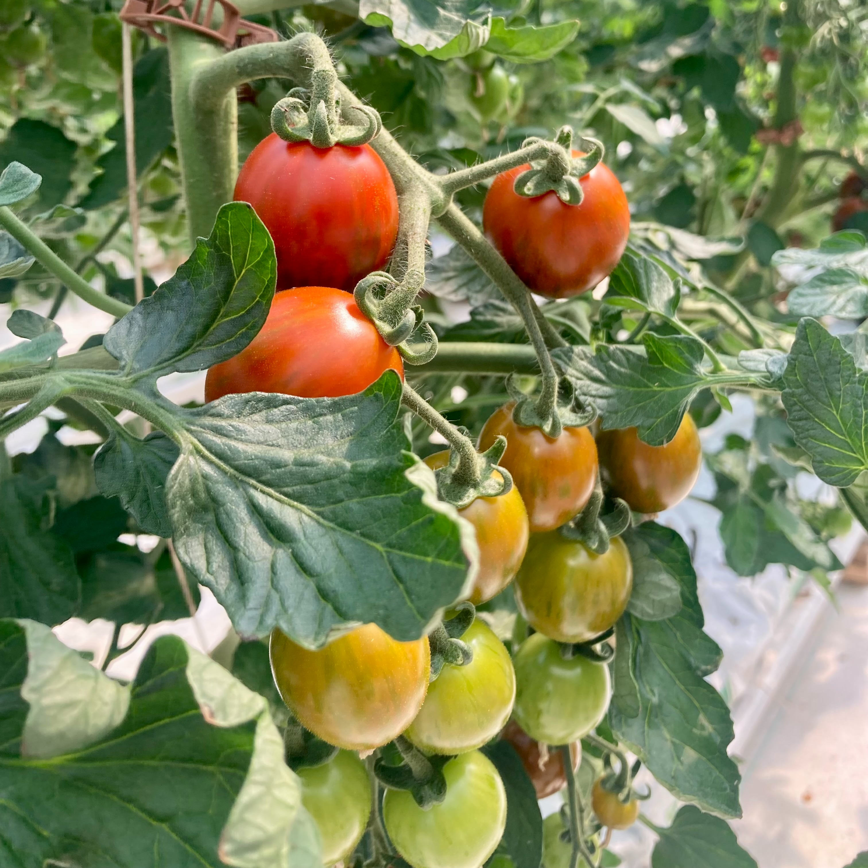 Mix tomates cerises