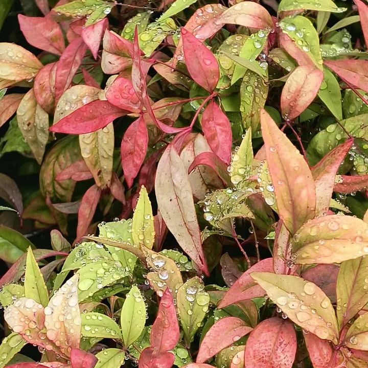 Bambou sacré non traçant - Nandina domestica "Firepower"