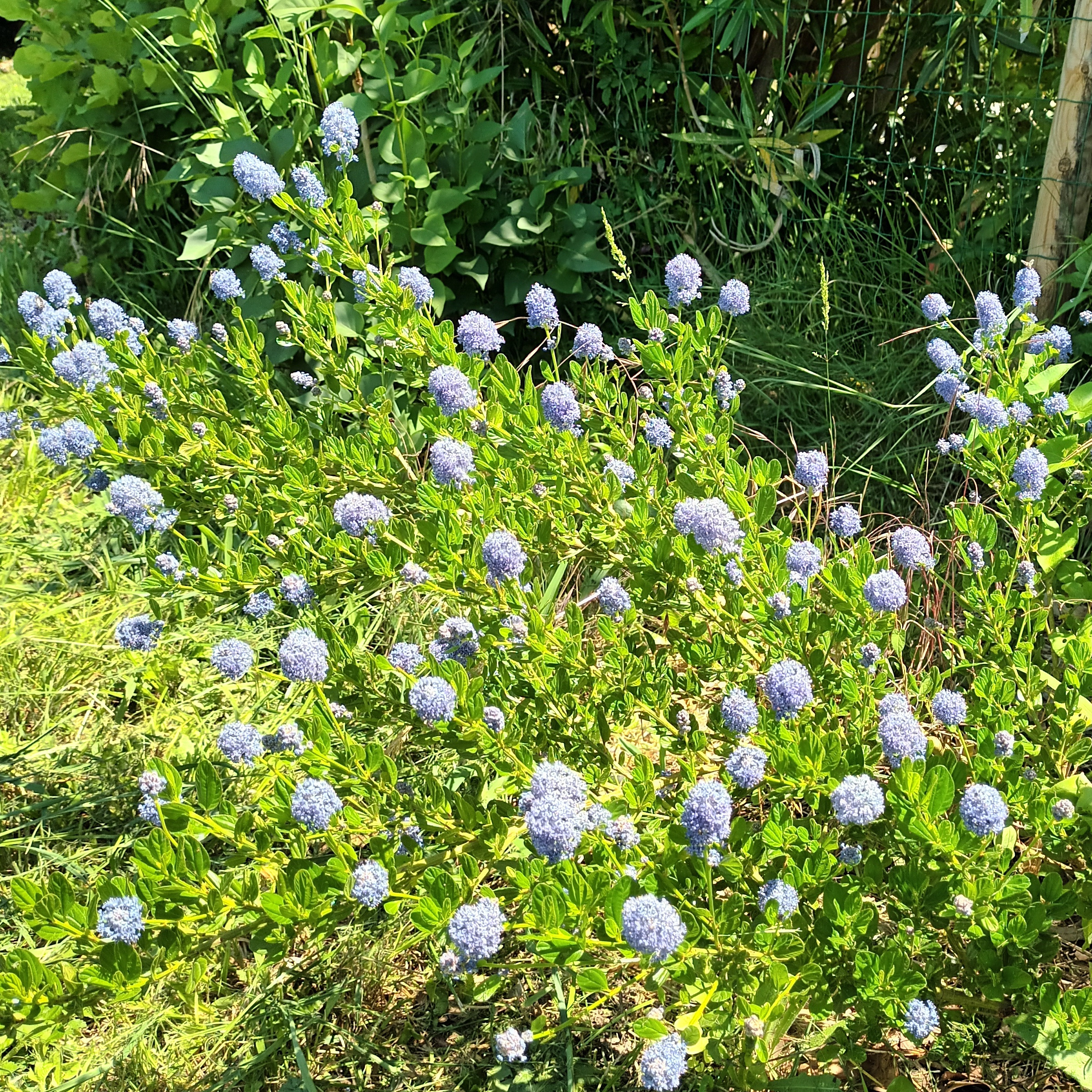 Ceanothe Skylark - 3l