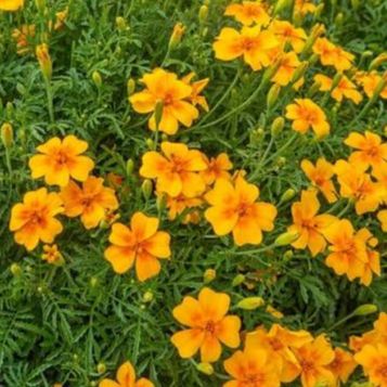 Fleurs de mini Tagètes Tangérine (par 25)