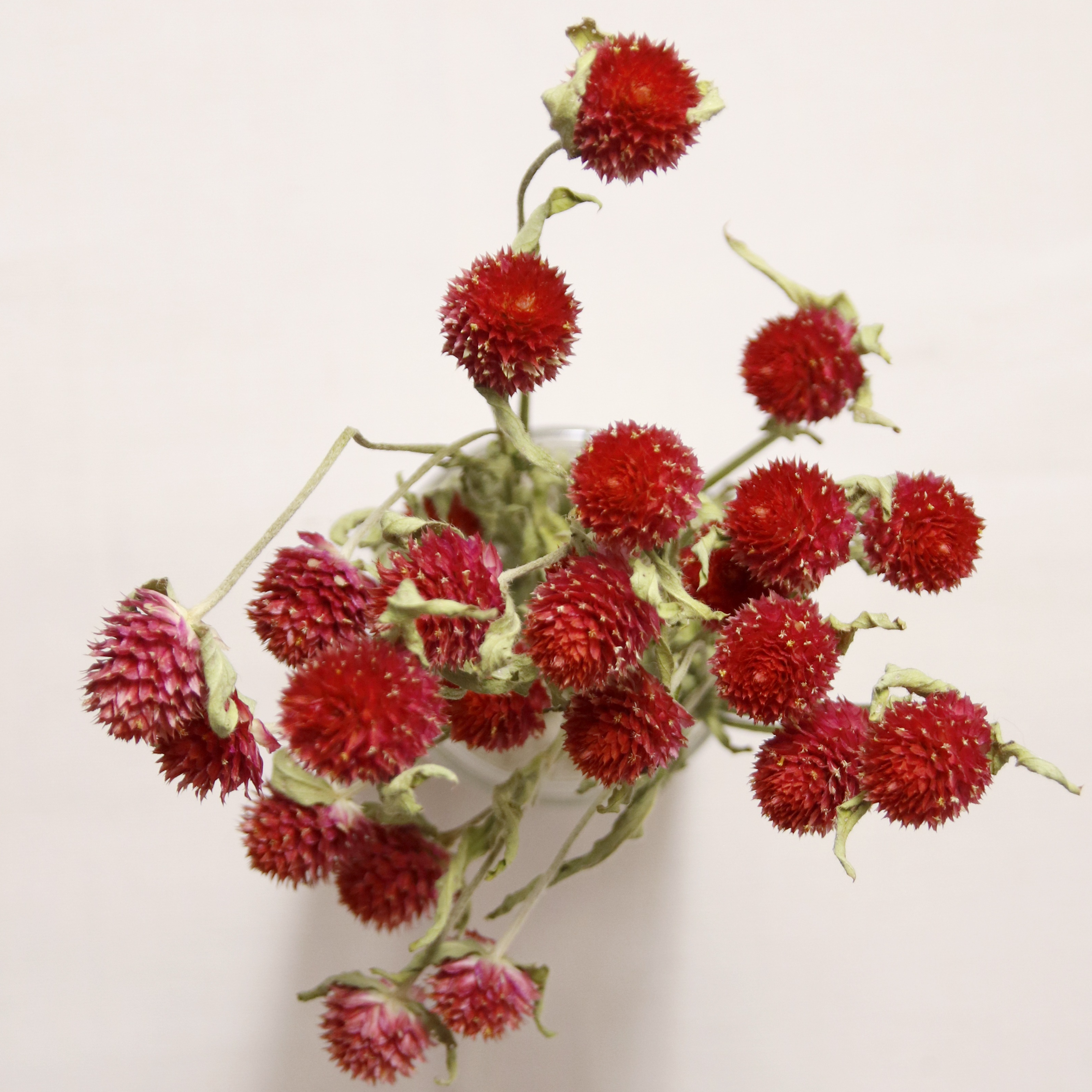Gomphrena Rouge séchée