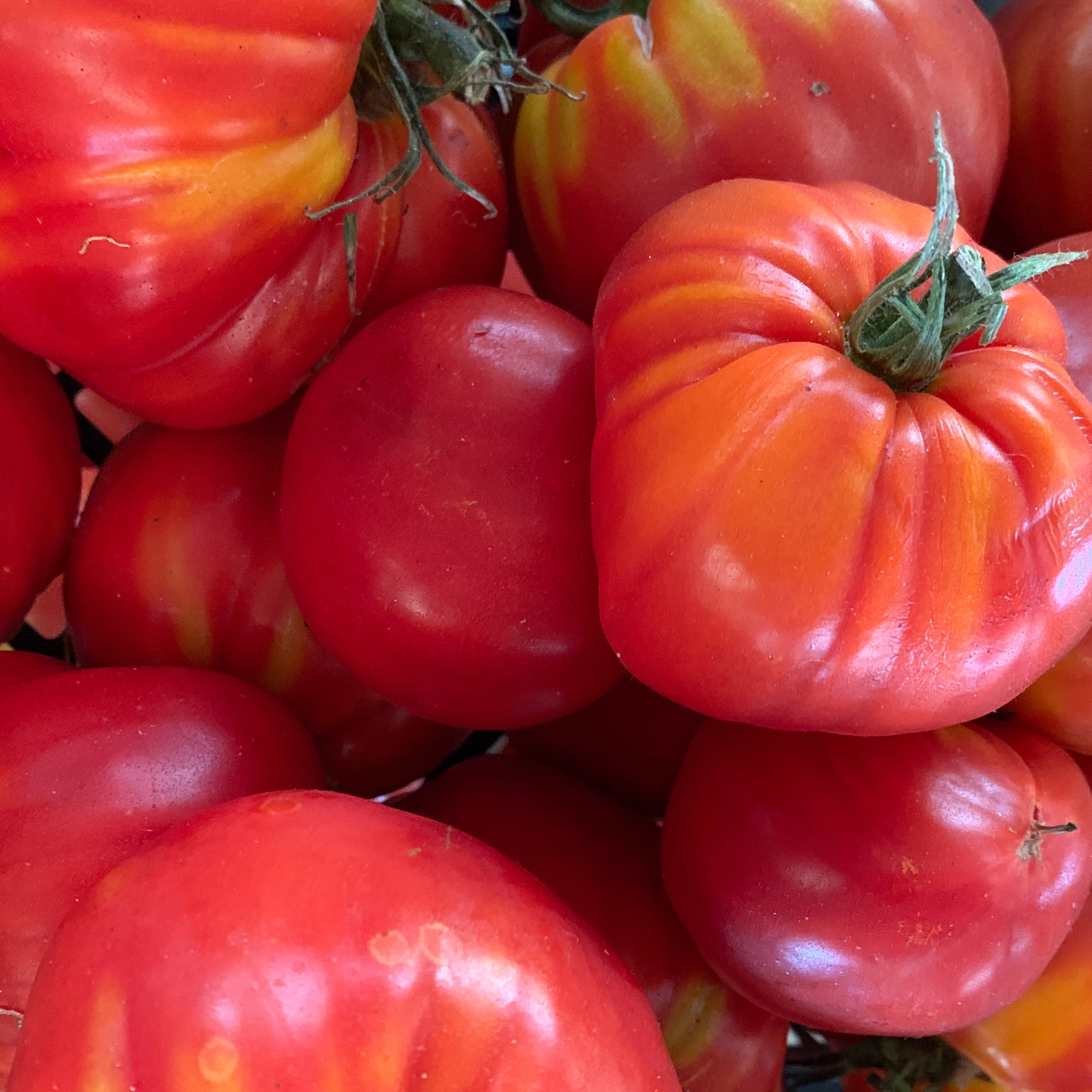 Tomate ancienne