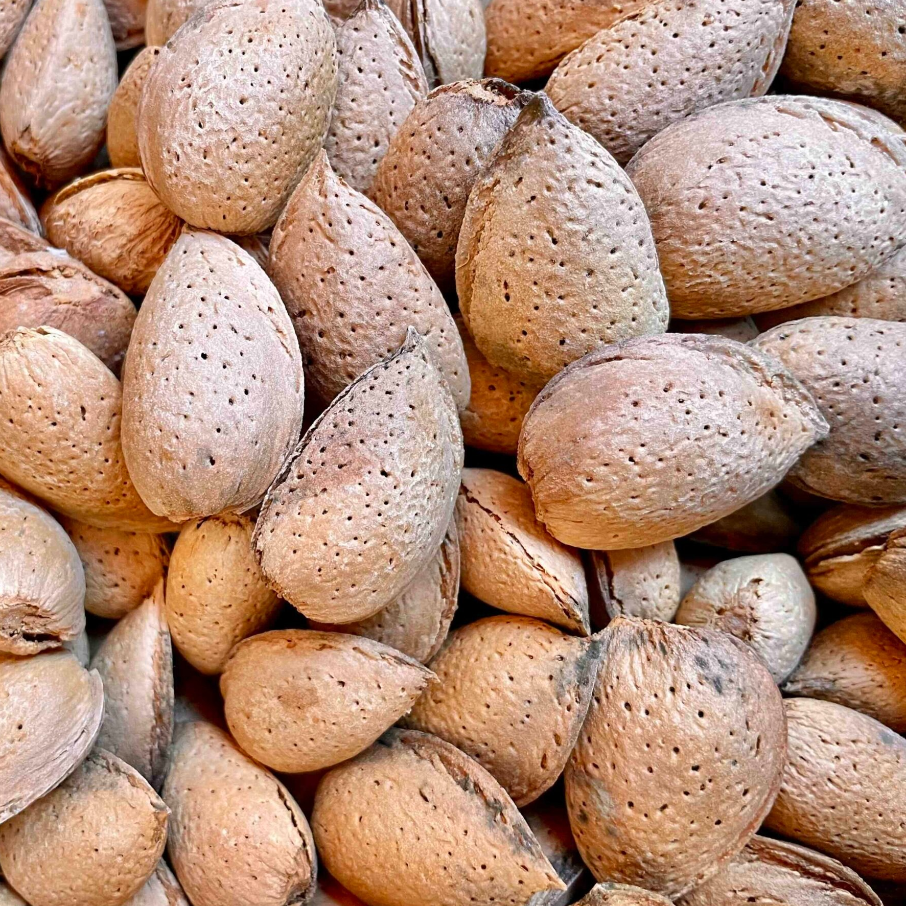 Amande en coque - 500g