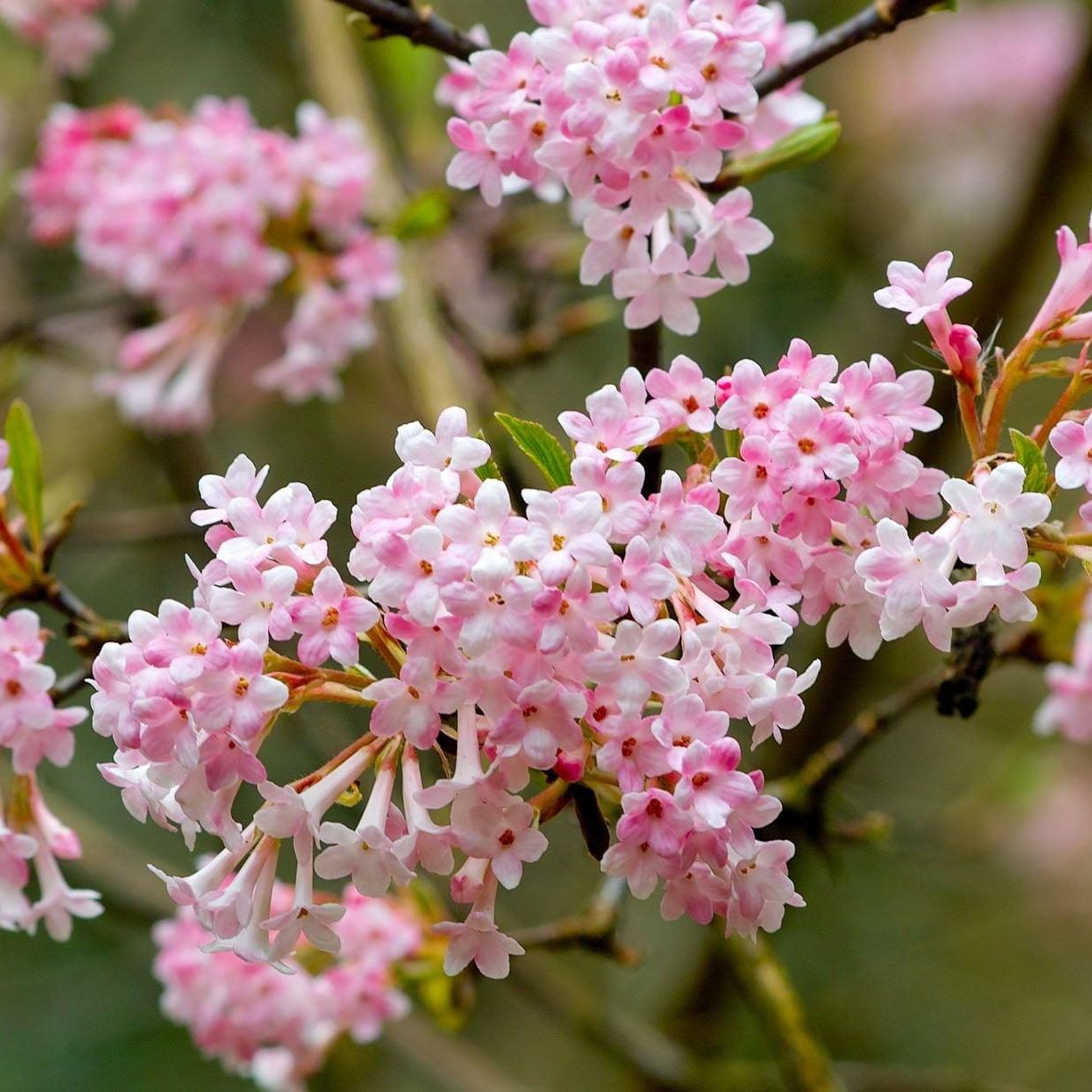 Viorne de Bodnant (Viburnum x bodnantense)