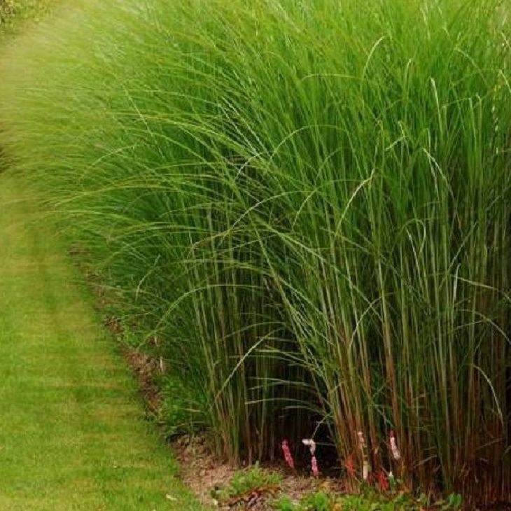 Miscanthus sinensis - 3l
