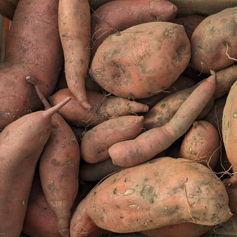 Patate douce