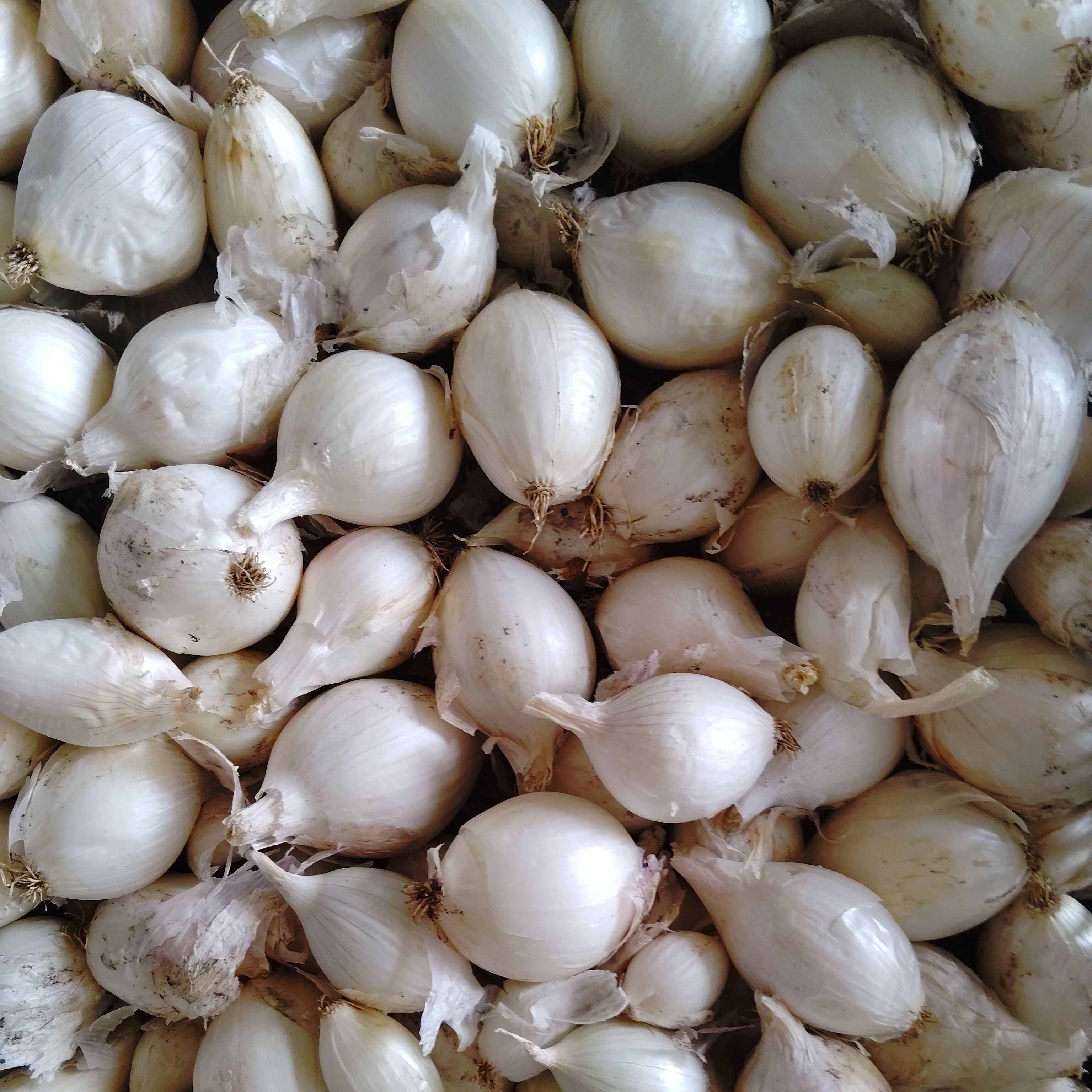 Oignon blanc (Vrac)