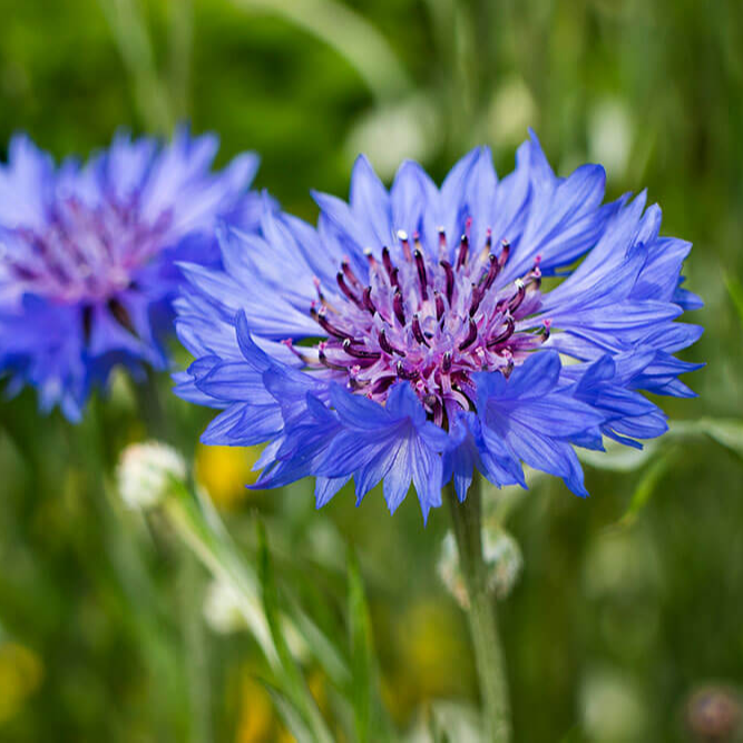 BLEUET