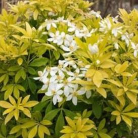 Choisya ternata "Sundance"