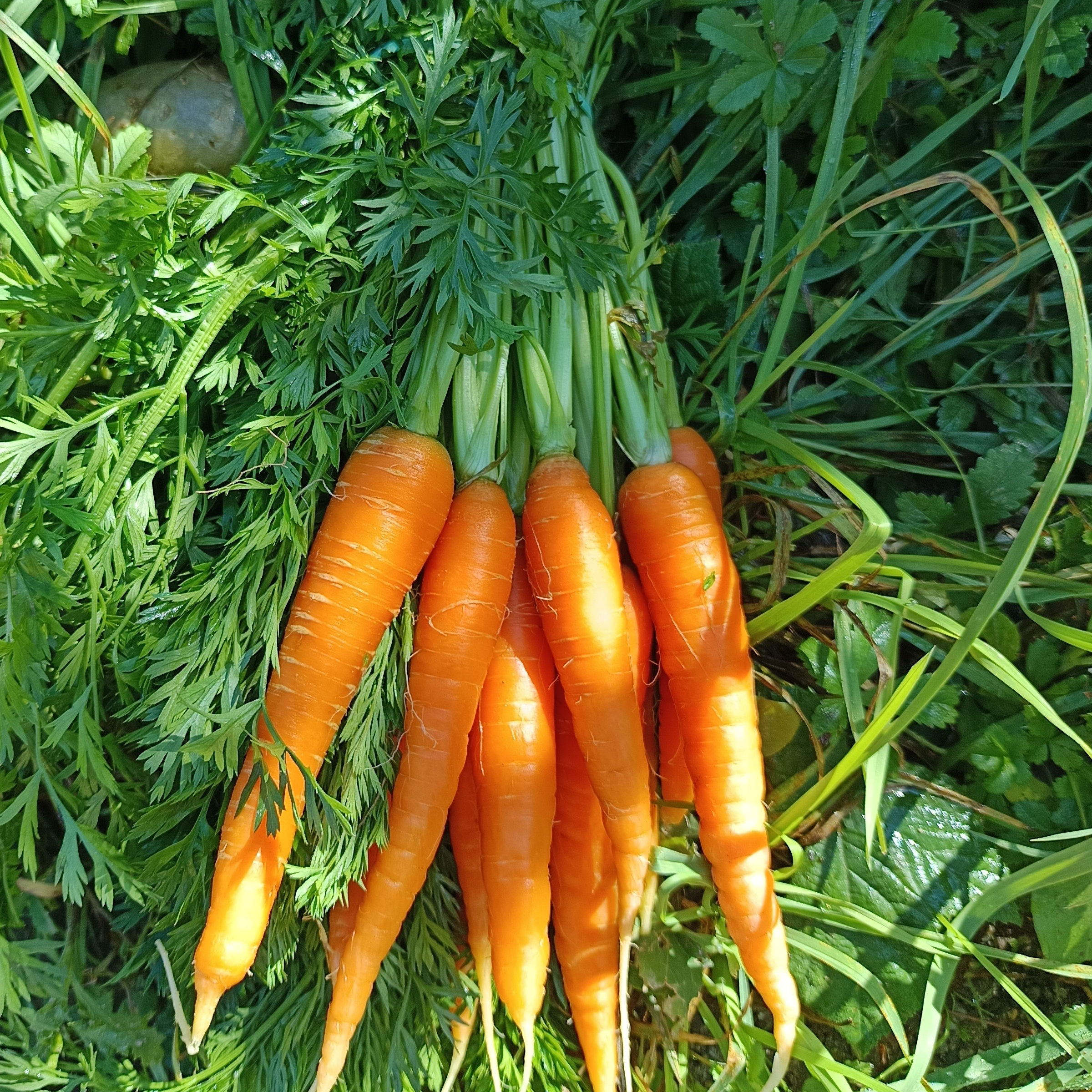 Botte de carottes du Jardin