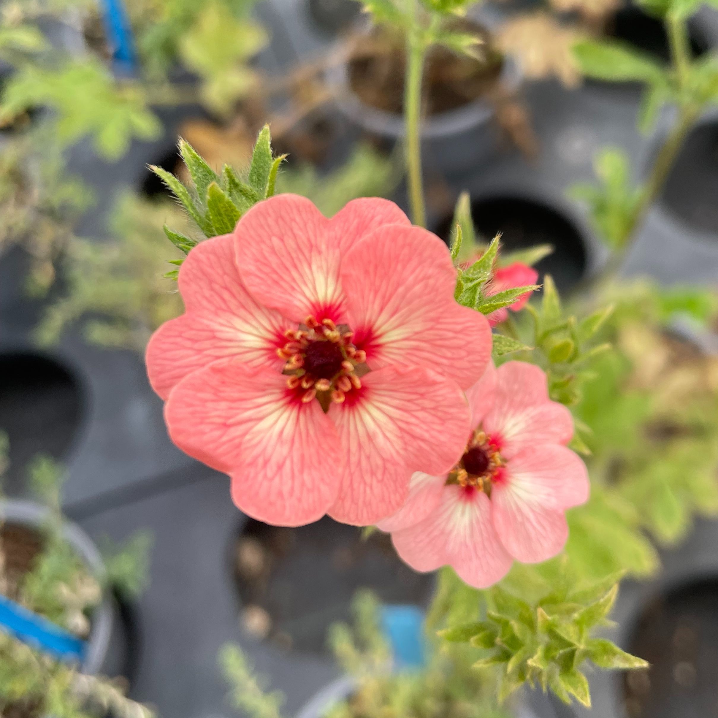 Potentilla hopwoodiana