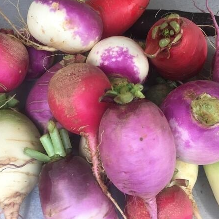 Une part de Radis d'automne/hiver (600 Gr)