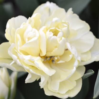 Tulipe Avant Garde