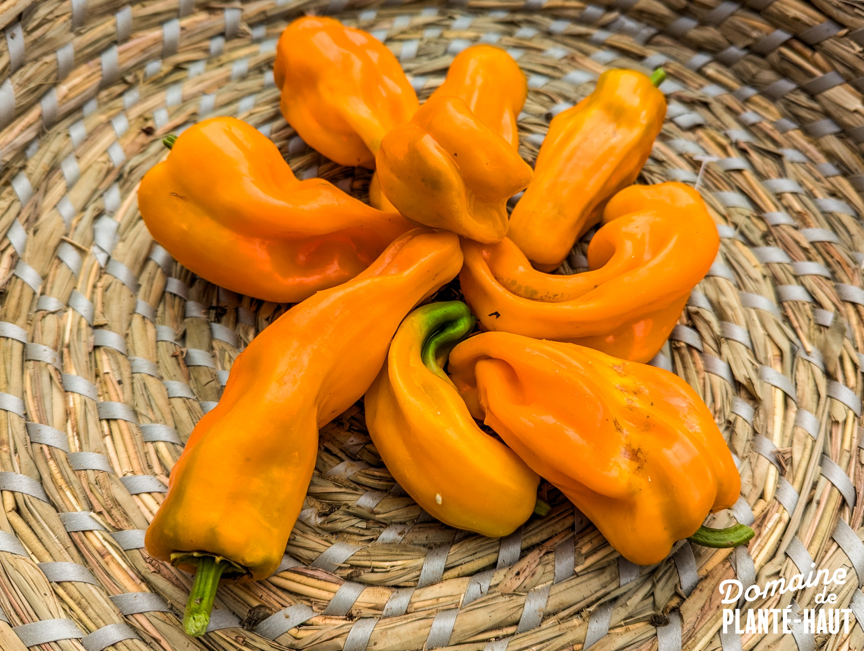 Mini poivron : le petit Marseillais - 250g