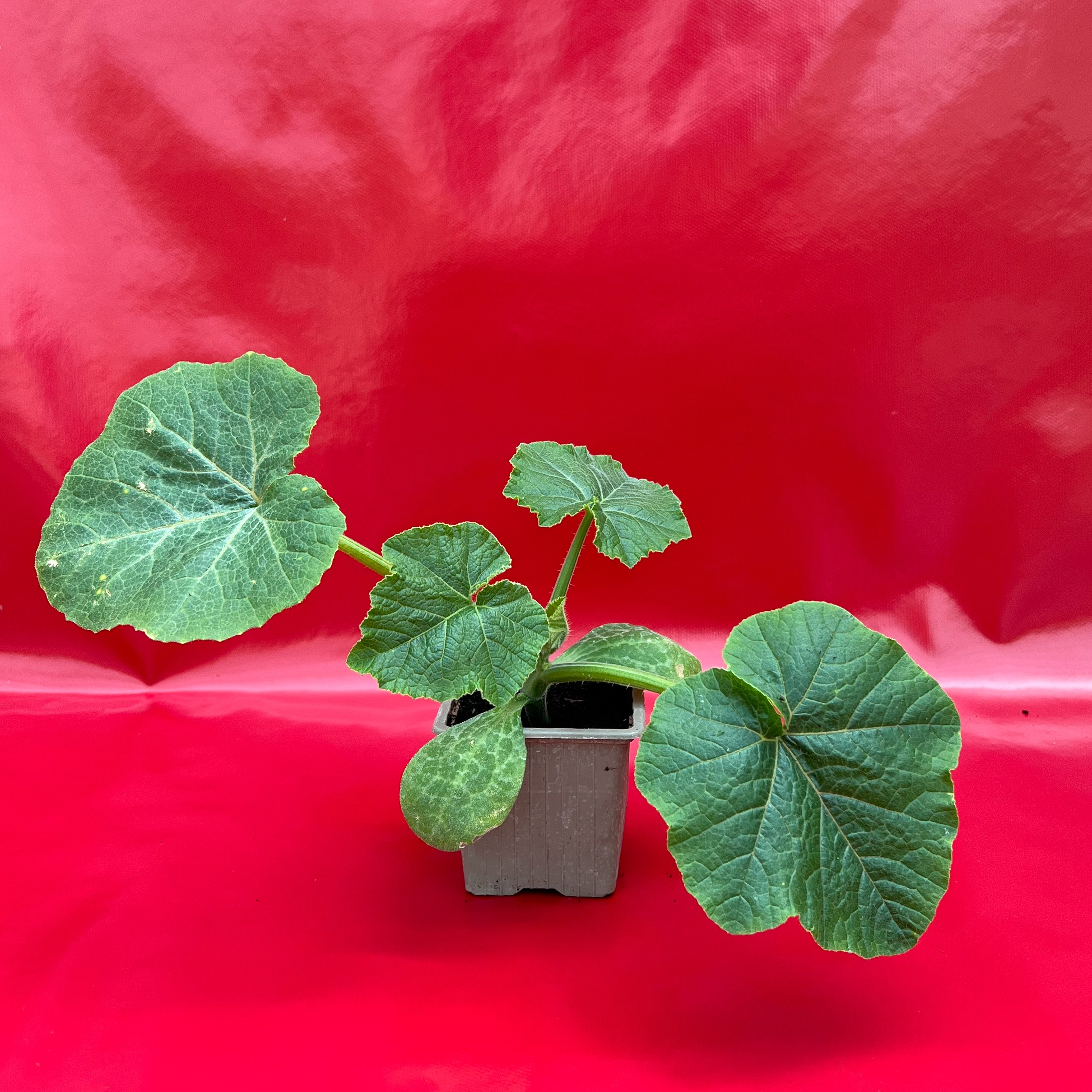 Plant Potimarron Orange - 150g