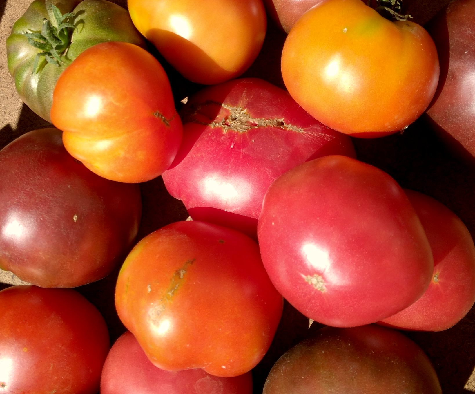 Tomates anciennes (lot de 2kg)