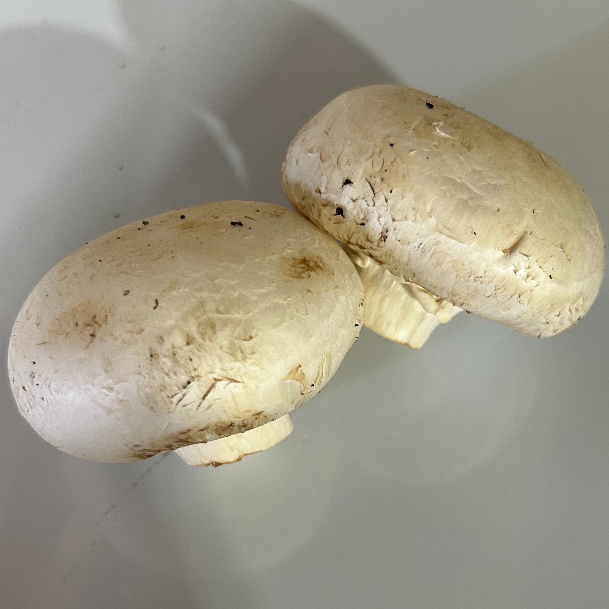 Champignons De Pairs Gros Blanc