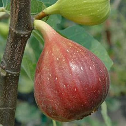 Figuier 'Brown Turkey' Pot 3L