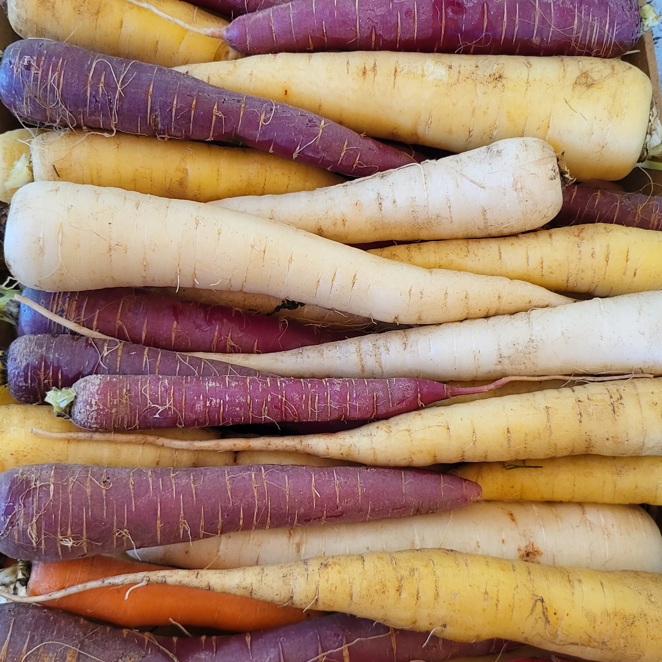 Carottes multi couleurs 1 kg