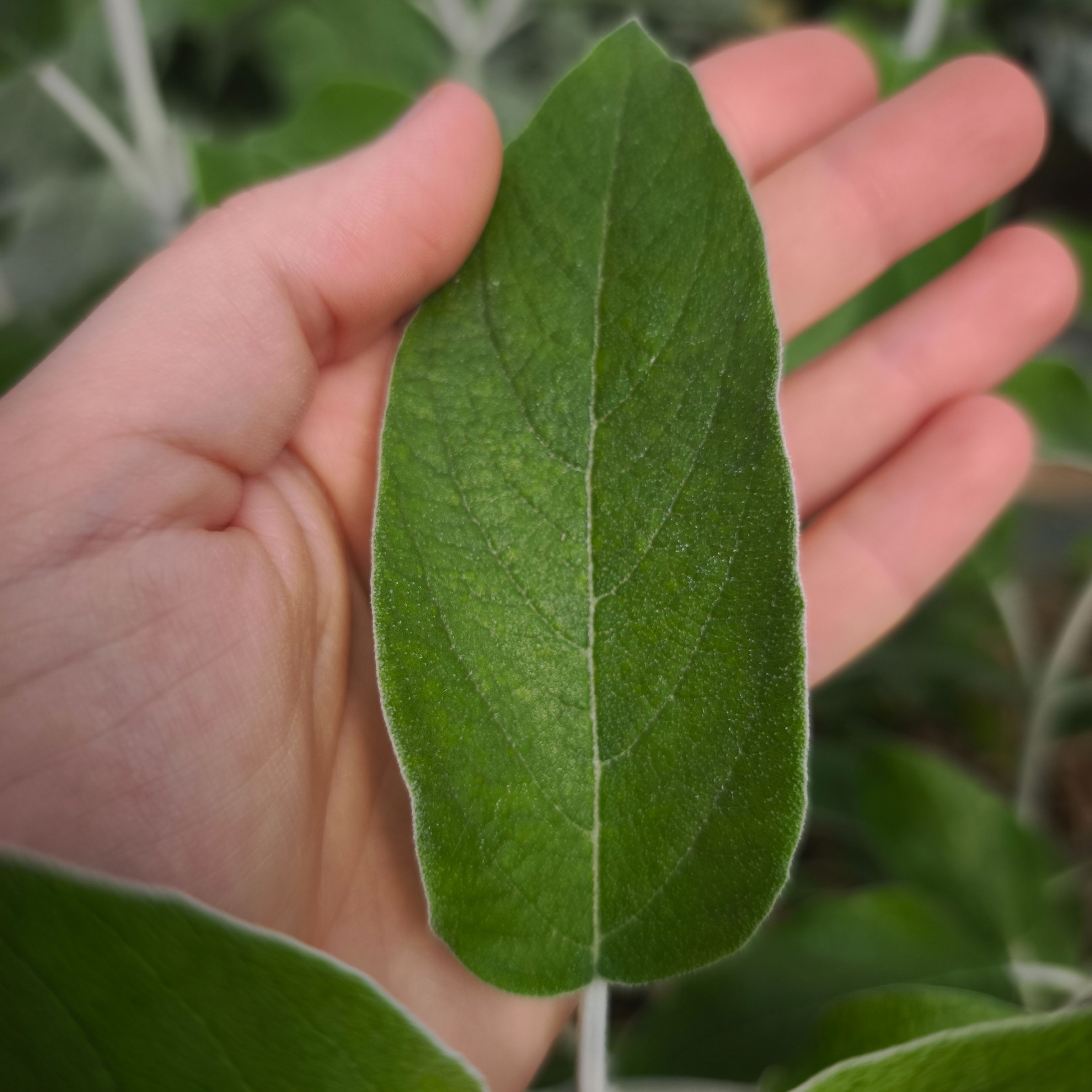 Sauge cassis (grandes feuilles)