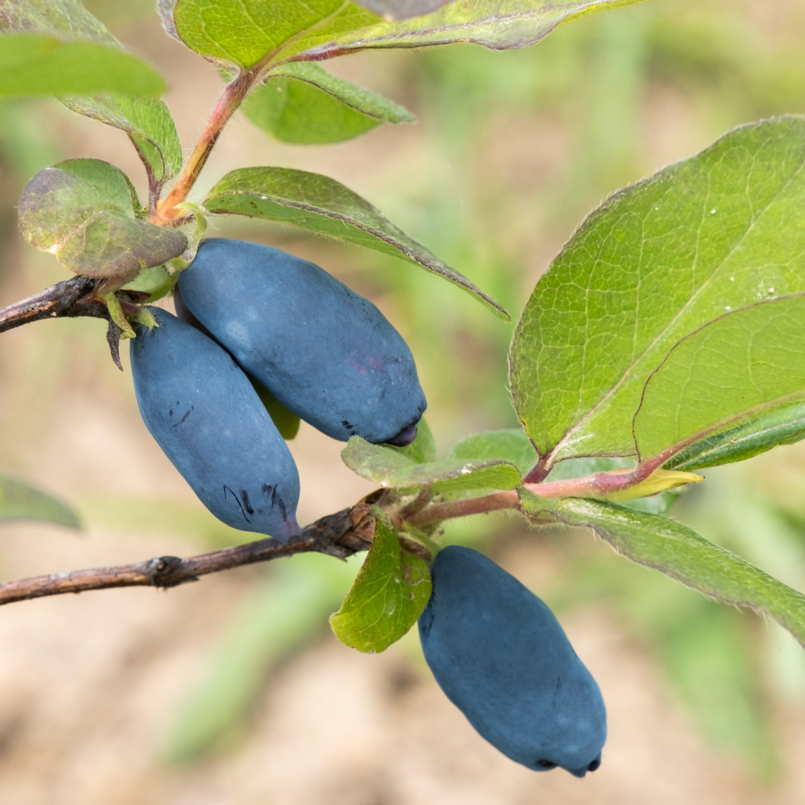 Baie de mai Atut - 3l