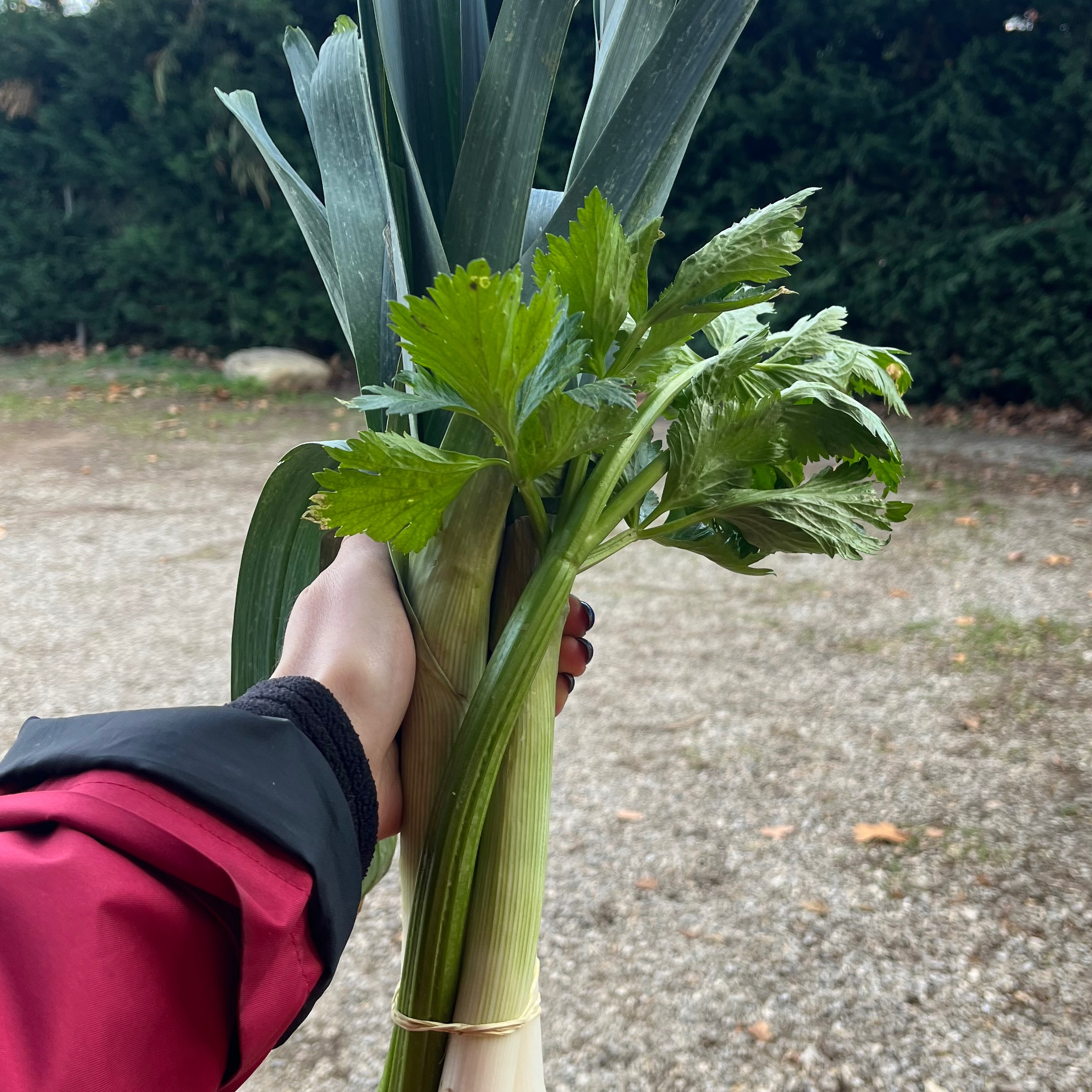 POIREAU + CÉLERI BOTTE