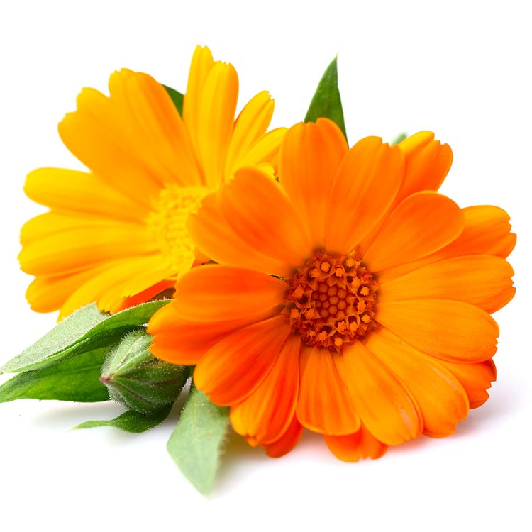 Fleurs - Soucis