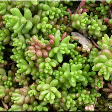 Orpin blanc (par 25)