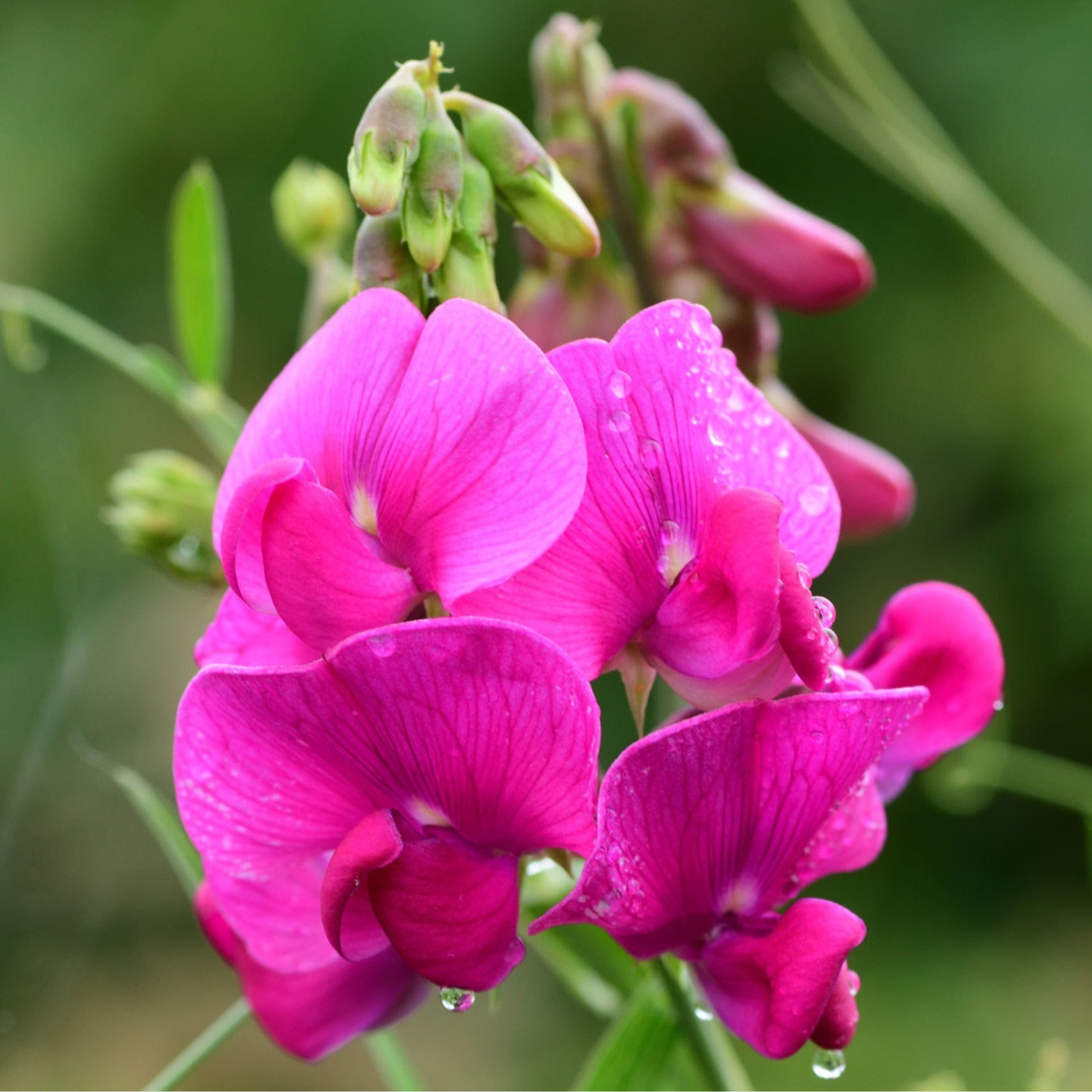 Fleurs de pois de senteur (par 20)