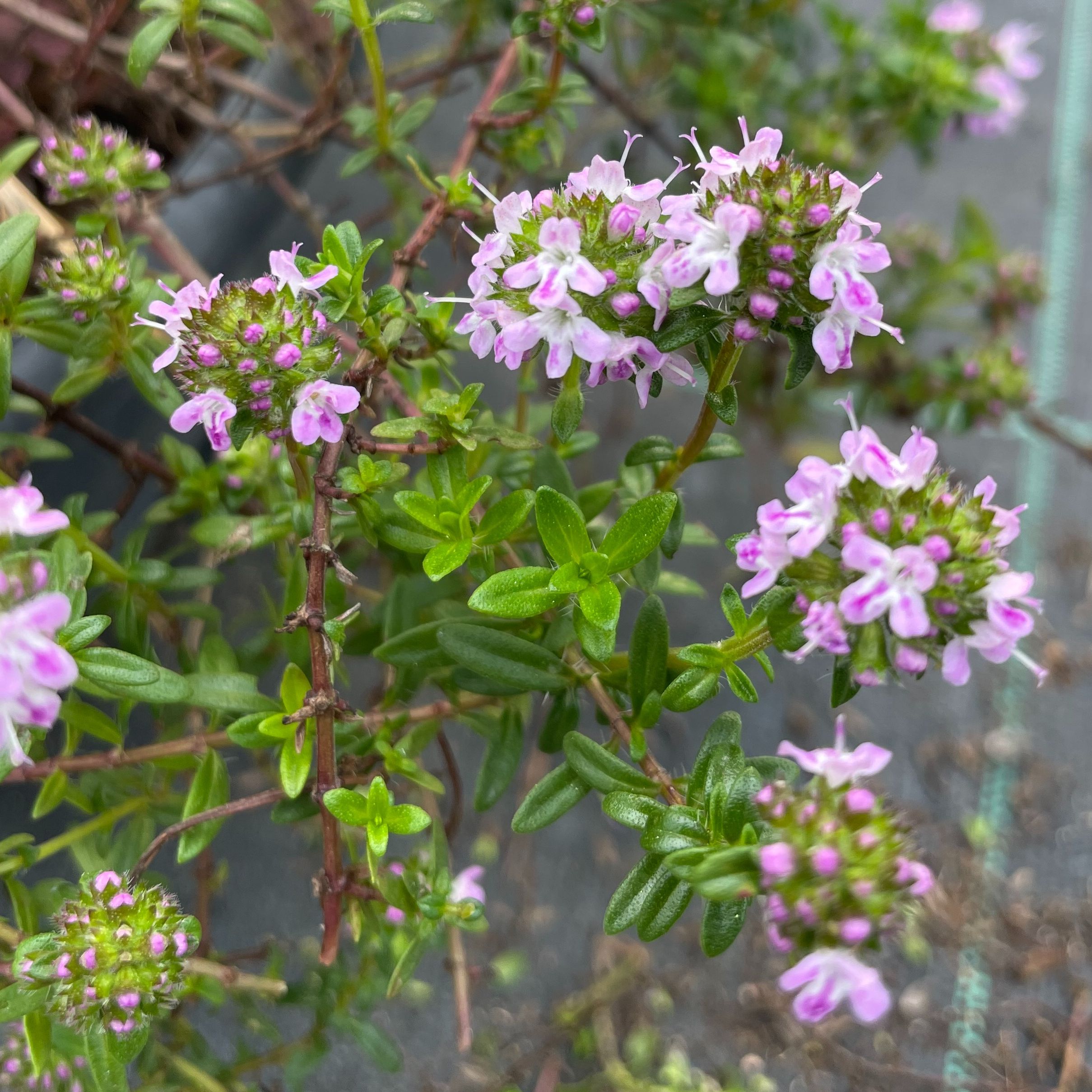 Thym Luisant
