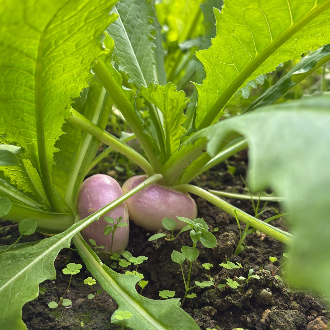 Navet primeur en botte