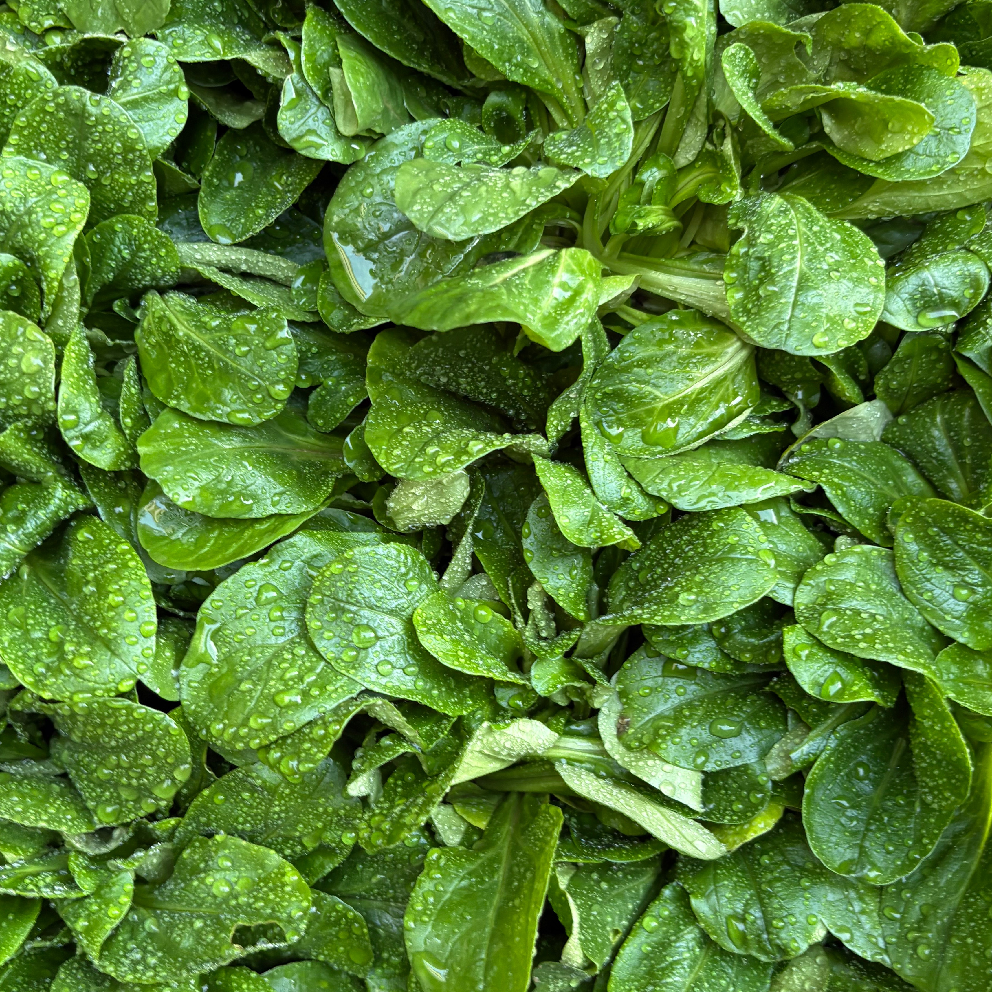 Mâche sachet de 300g - 300g