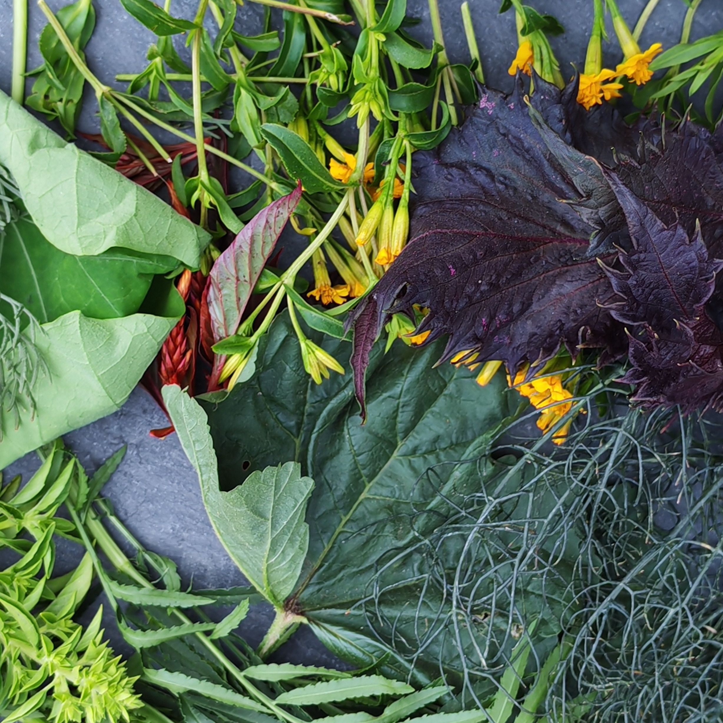Aromates légers
